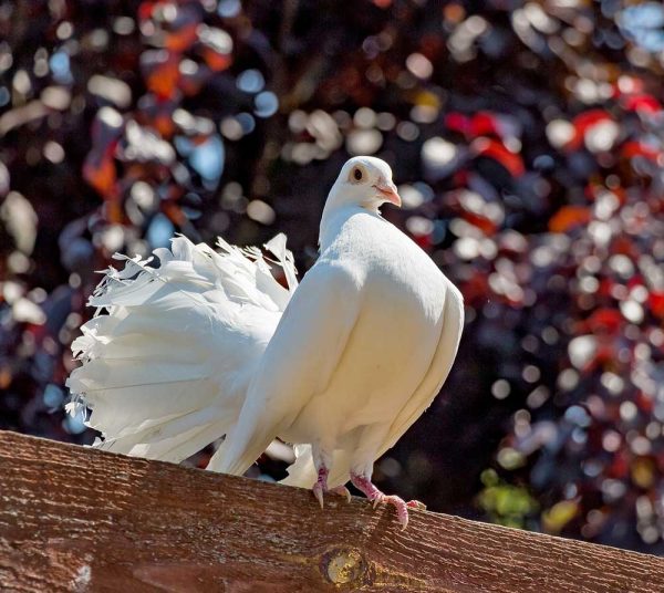 White Lokkha Pigeon Adult Pair