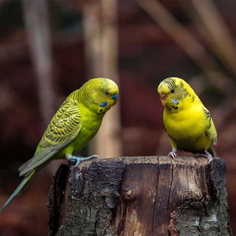 Bazigar Bird