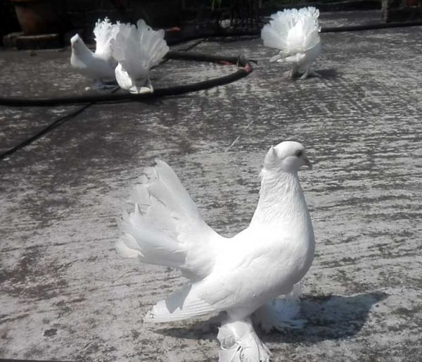 White Lokkha Pigeon Adult Pair