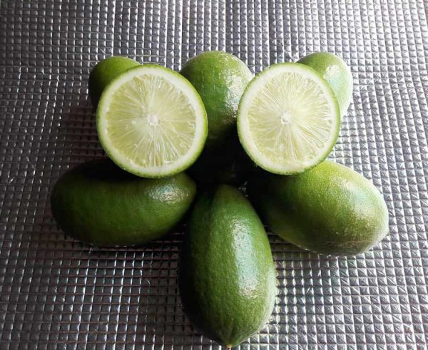 Original Thai SeedLess Lemon Plants