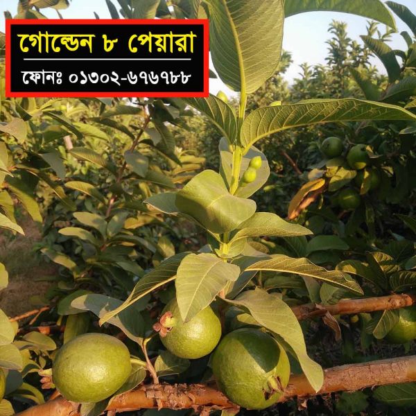 Golden 8 Thai Guava