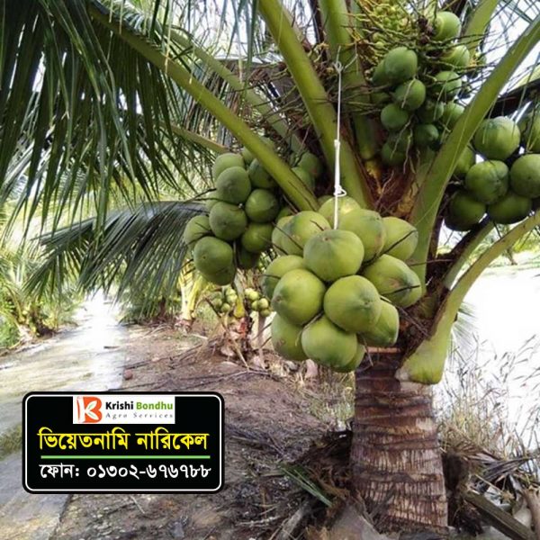 Vietnam Coconut Tree Price in Bangladesh